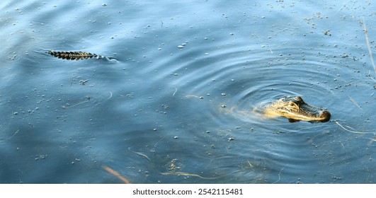 A tranquil scene of a group of alligators swimming in a calm body of water, surrounded by lush vegetation and tranquil reeds - Powered by Shutterstock