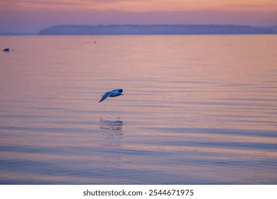 A tranquil scene of a seagull flying over calm waters during sunrise in Victoria, Vancouver Island, BC, Canada. The sky is painted in gentle pastel hues, creating a peaceful atmosphere. - Powered by Shutterstock