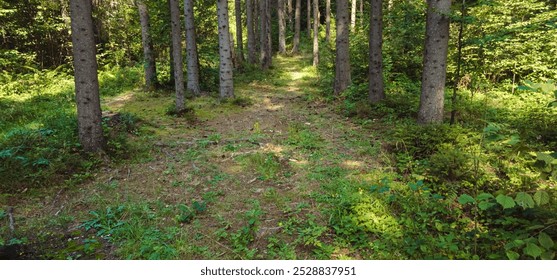 A tranquil scene of a sunlit path winding through a dense, green forest. Tall trees cast dappled shadows on the forest floor, creating a peaceful and serene atmosphere. - Powered by Shutterstock