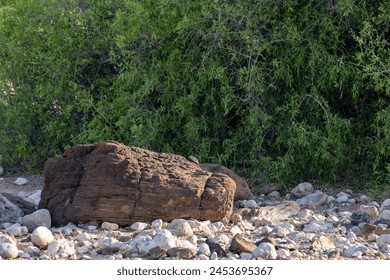 Tranquil scene of a weathered log among stones with green shrubs in the background, Ranikot, Sindh, Pakistan - Powered by Shutterstock