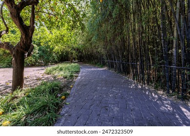 Tranquil scene of a winding brick path leading through a lush green bamboo forest - Powered by Shutterstock
