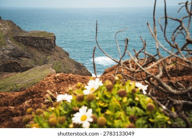 A tranquil seascape featuring rugged cliffs, a vast ocean, and foreground wildflowers and dry branches. Sao Lourenco, Madeira, Portugal