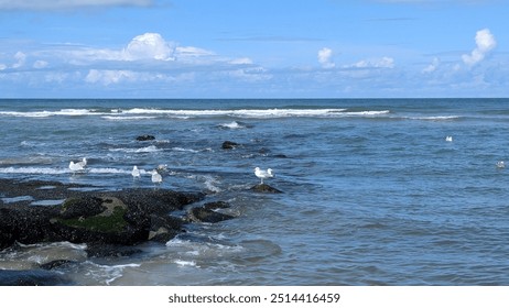 A tranquil seaside scene with seagulls resting on rocky shorelines, gentle waves rolling in under a bright blue sky with fluffy clouds. Peaceful coastal atmosphere - Powered by Shutterstock