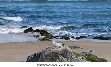 A tranquil seaside scene with seagulls resting on rocky shorelines, gentle waves rolling in under a bright blue sky with fluffy clouds. Peaceful coastal atmosphere - Powered by Shutterstock