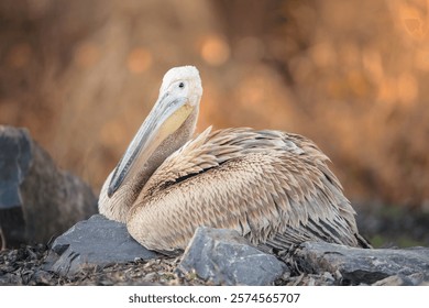 In a tranquil setting, a pelican lounges gracefully on smooth stones. The warmth of the late afternoon sun casts a golden hue, highlighting the bird's intricate plumage and peaceful demeanor