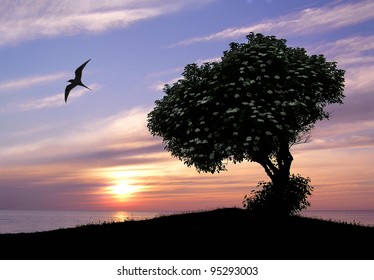 Tranquil silhouette image of a beautiful tree with white flowers in the sunset. - Shutterstock ID 95293003