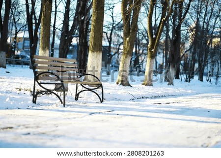 Tranquil Snow-Covered Park in Winter with Empty Wooden Benches