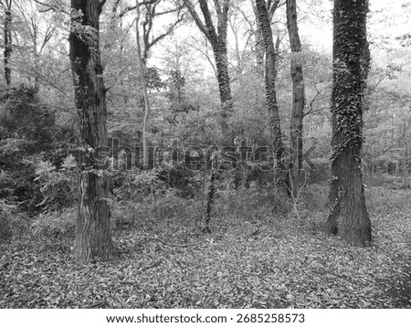 A tranquil space stretching within the copse