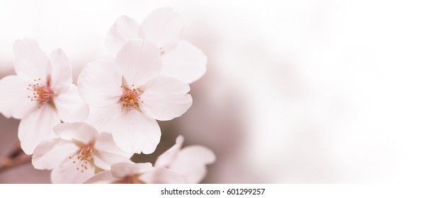 Tranquil Spring Cherry Blossom Close Up Background. Fading In To White. Wide Header Dimension.