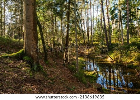 Tranquil stream flowing through an idyllic forest at the "KlimaErlebnisRoute Hiddeser Bent" hiking trail near Demold, Teutoburg Forest, Germany