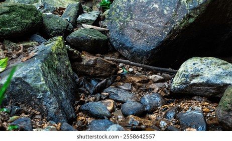 A tranquil stream flows gently over smooth, mossy rocks in a lush, green forest. The image captures the tranquility and beauty of nature. - Powered by Shutterstock