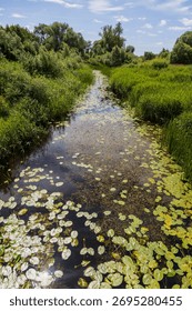 A tranquil stream flows through a lush green landscape, adorned with lily pads and surrounded by dense vegetation under a bright blue sky with scattered clouds.