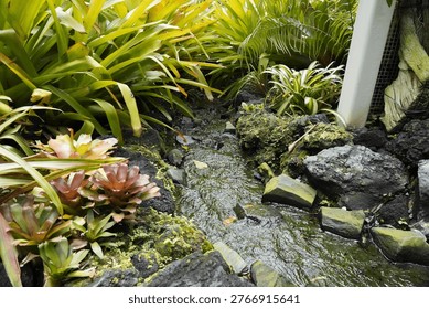 A tranquil stream flows through a lush, tropical setting with vibrant bromeliads like Aechmea. The water meanders between black lava rocks covered with moss, creating a serene and natural landscape.