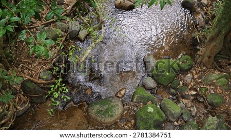 A tranquil stream flows through a lush Australian rainforest over vibrant moss-covered rocks.