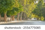 A tranquil street in Sakarya shaded by tall trees, offering a serene summer view