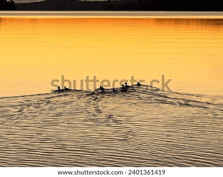 A tranquil sunrise over a serene bay, where birds gracefully swim amidst the calm orange waters, with a striking dark landscape silhouette