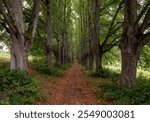 Tranquil tree-lined pathway through lush greenery during autumn in a serene forest