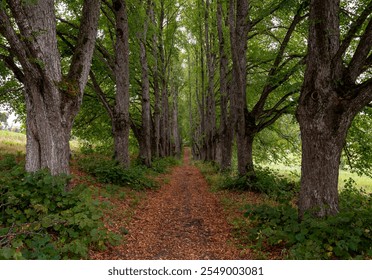 Tranquil tree-lined pathway through lush greenery during autumn in a serene forest - Powered by Shutterstock