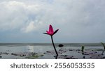 Tranquil view of a water lily pond with reflection of clouds in overcast weather. Delicate pink lilies rise above the calm water surface, surrounded by lush vegetation.