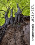 A tranquil walk down a forest trail showcasing exposed tree roots due to soil erosion, blanketed by autumn leaves - a peaceful yet thought-provoking natural landscape.