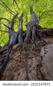 A tranquil walk down a forest trail showcasing exposed tree roots due to soil erosion, blanketed by autumn leaves - a peaceful yet thought-provoking natural landscape.