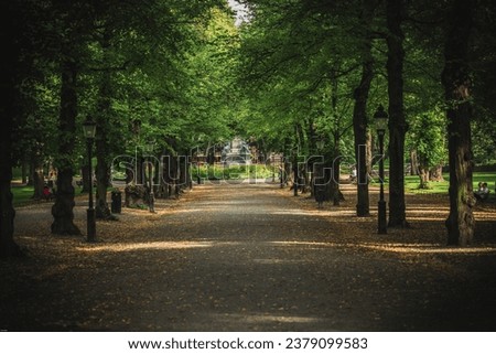 A tranquil walking path, embraced by trees on both sides.