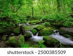 Tranquil Waters of Oirase River Flowing Through Verdant Forest, Aomori, Japan