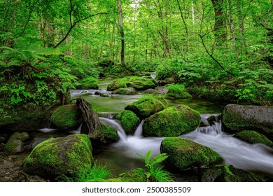 Tranquil Waters of Oirase River Flowing Through Verdant Forest, Aomori, Japan - Powered by Shutterstock