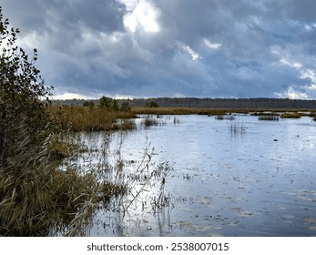 A tranquil wetland in Karelia captured during a gentle autumn rain, with dark, overcast clouds casting reflections on the water's surface. The raindrops create subtle ripples across the wetland - Powered by Shutterstock