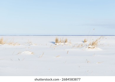 A tranquil winter scene features a flat, snow-covered frozen sea surface dotted with clumps of dried coastal grasses under a pale blue sky
