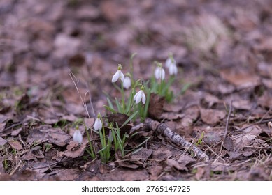 Tranquil winter view featuring emerging snowdrops amidst fallen leaves. Serene winter setting with gentle snowdrops sprouting through decayed leaves and patches of moss