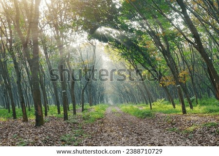 Tranquil woodland road with treelined horizon and vanishing point. Tranquil Autumn Landscape: a Vanishing Point of Green Foliage and Tree-Lined Footpath. Roll of light in the morning. 