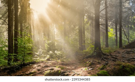 Tranquil Woodland Scene with Backlit Tree Trunk in Foggy Forest Tranquil forested landscape with sunbeam through tree trunk. - Shutterstock ID 2395344385