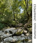 Tranquil woodland scene with a dry streambed, rocks, and sunlit trees, perfect for peaceful nature backgrounds