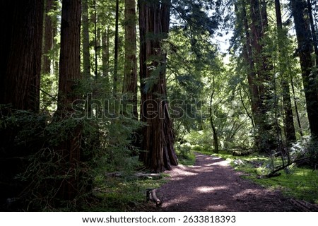 Tranquility experienced in Muir Woods National Monument footpath surrounded by huge Redwoods. 