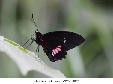 Transandean Cattleheart (Parides Iphidamas)