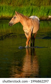 Transbaikal Horse Bathes In The Lake