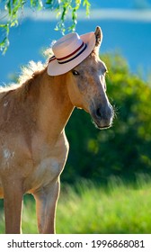 Transbaikal Horse Posing In A Hat