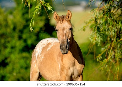 Transbaikal Horse In The Summer Rays Of The Sun