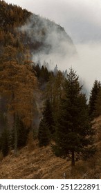 Transform your space with this captivating autumn landscape! Misty mountains, vibrant evergreen and golden trees blend perfectly to create a peaceful and serene atmosphere.