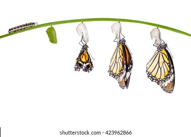 Transformation of common tiger butterfly emerging from cocoon isolated on white with clipping path