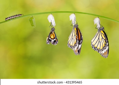 4,968 Emerging butterfly Images, Stock Photos & Vectors | Shutterstock