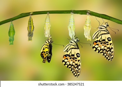 Transformation of Lime Butterfly ( papilio demoleus )