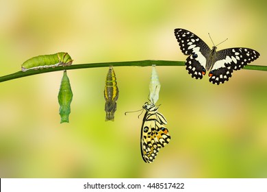 Transformation Of Lime Butterfly ( Papilio Demoleus )  With Pupa And Caterpillar