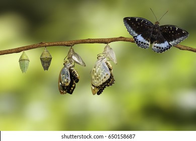 Transformation of Male Common Archduke butterfly emerging from chrysalis ( Lexias pardalis jadeitina ) hanging on twig with clipping path