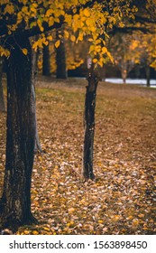 Transition From Summer To Winter.
Fall 2019, Bilkent University. 