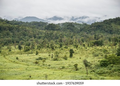 Transition Zone Between Tropical Grassland And Dry Evergreen Forest. 