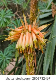 Transitional stage of Aloe arborescens bloom: Blooming and Withering