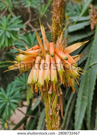 Transitional stage of Aloe arborescens bloom: Blooming and Withering
