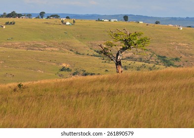 Transkei Landscape